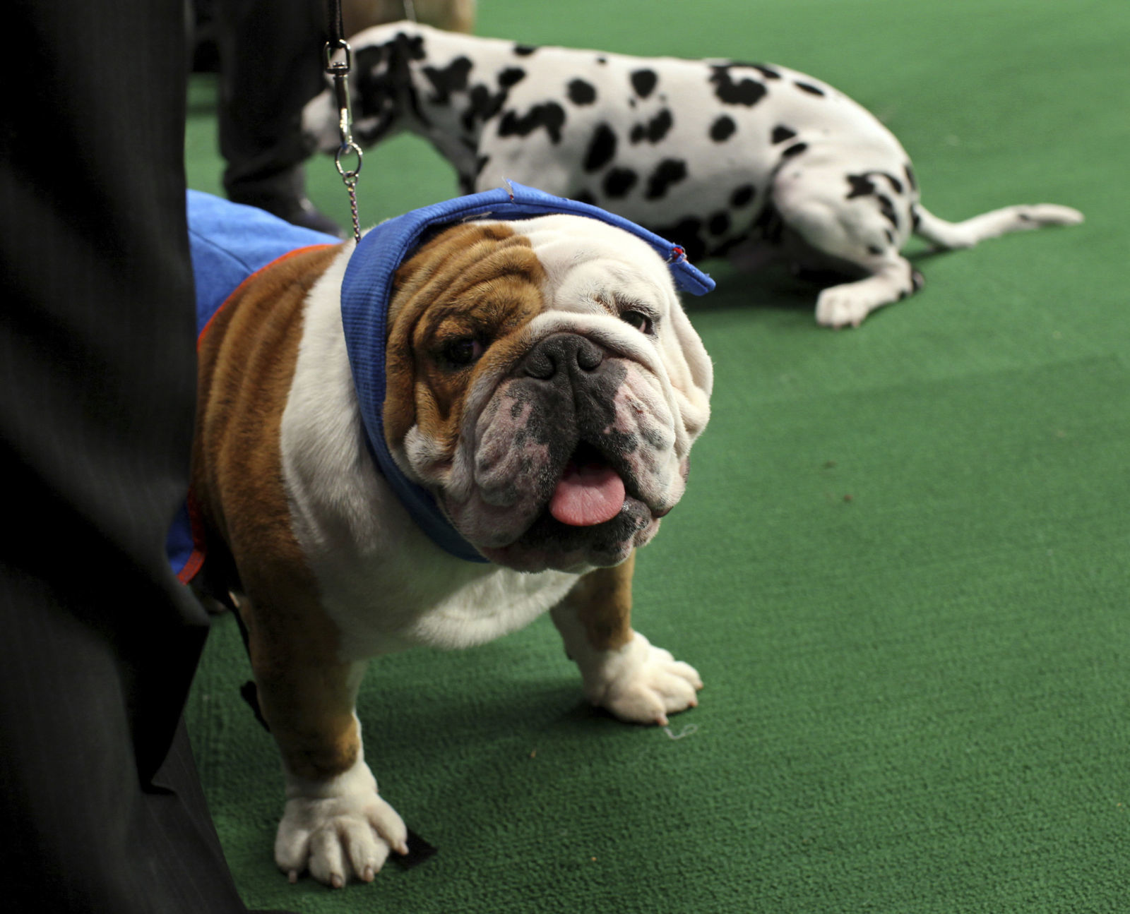 5. Bulldogs